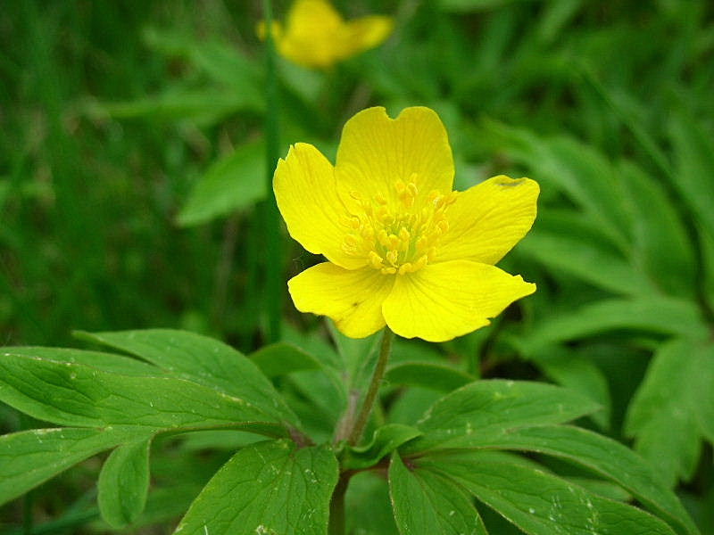 Anemonoides ranunculoides / Anemone gialla